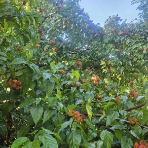 20x Annatto Lipstick Tree Seeds - Bixa orellana - Edible Dye & Landscaping - Image 5