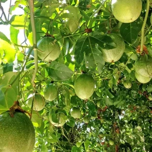20x Passion Fruit Seeds - Passiflora Edulis - Sweet Vining Plant - Image 1