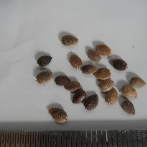 20x Passion Fruit Seeds - Passiflora Edulis - Sweet Vining Plant - Image 4