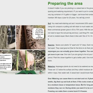 25 Asparagus Plants 'Jersey Knight' - 2 Year Crowns - Large Bare Root Asparagus Crowns - Outdoor Vegetable - Image 5