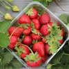 25 Bare Root June Bearing Strawberry Plants - Early Season, High Yield - Image 1