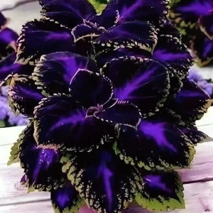 25+ Black Purple Coleus Seeds - Bold Foliage Plant - Easy-to-Grow - Image 1