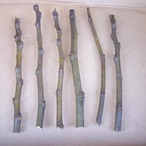 25 Brown Turkey Fig Tree Cuttings - Unrooted Live Plant Material, 5 inch - Image 1