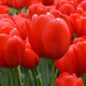 25 Darwin Hybrid Tulip Bulbs - Bright Red-Orange Flowers - 22-24" Tall - Image 1