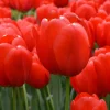 25 Darwin Hybrid Tulip Bulbs - Bright Red-Orange Flowers - 22-24" Tall - Image 1