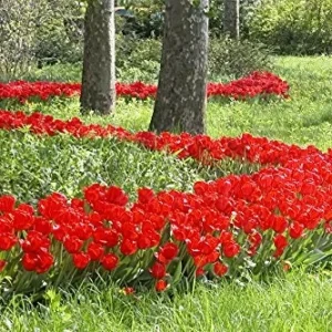 25 Darwin Hybrid Tulip Bulbs - Bright Red-Orange Flowers - 22-24