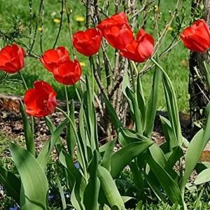 25 Darwin Hybrid Tulip Bulbs - Bright Red-Orange Flowers - 22-24