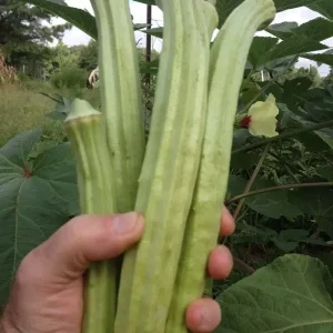 25+ Giant Okra Seeds - Spineless XXL Heirloom Vegetable - NON-GMO - Image 2