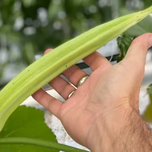 25+ Giant Okra Seeds - Spineless XXL Heirloom Vegetable - NON-GMO - Image 1