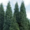 25 Green Giant Arborvitae Live Plants – 6 inch Tall – Evergreens for Hedges - Image 1