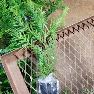 25 Green Giant Arborvitae Live Plants – 6 inch Tall – Evergreens for Hedges - Image 3