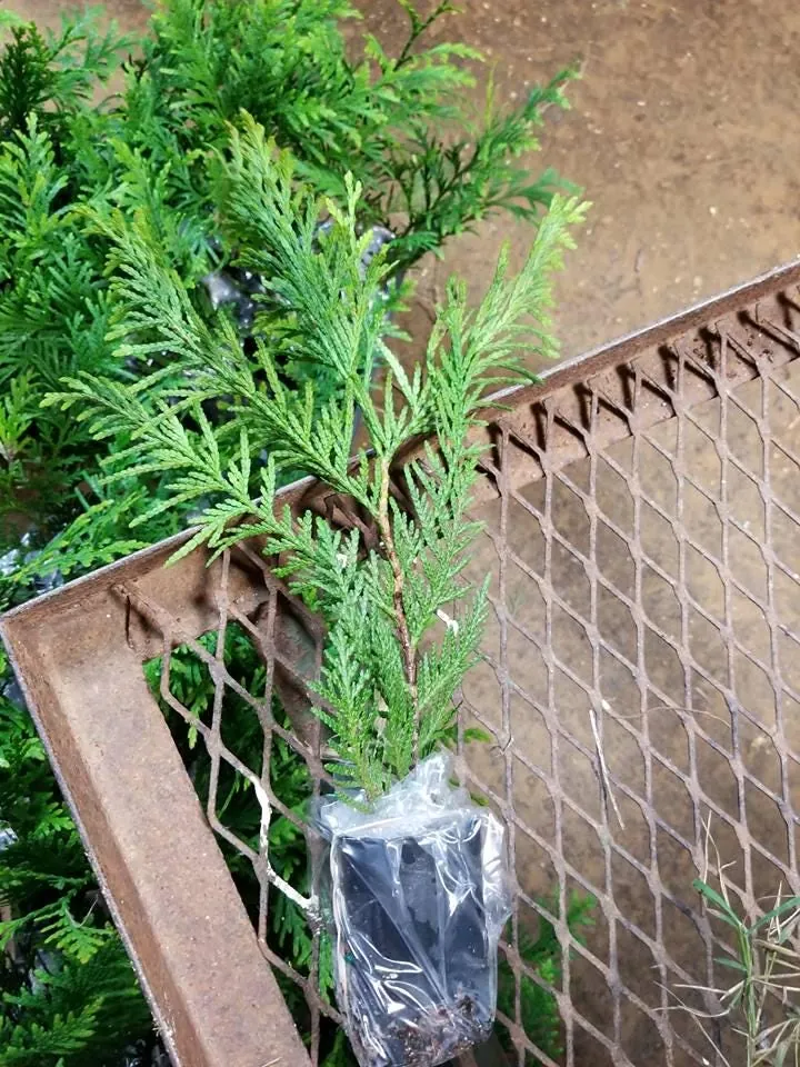 25 Green Giant Arborvitae Live Plants – 6 inch Tall – Evergreens for Hedges - Image 3