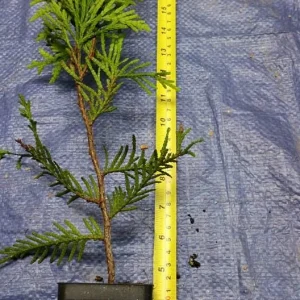 25 Green Giant Arborvitae Live Plants – 6 inch Tall – Evergreens for Hedges - Image 4