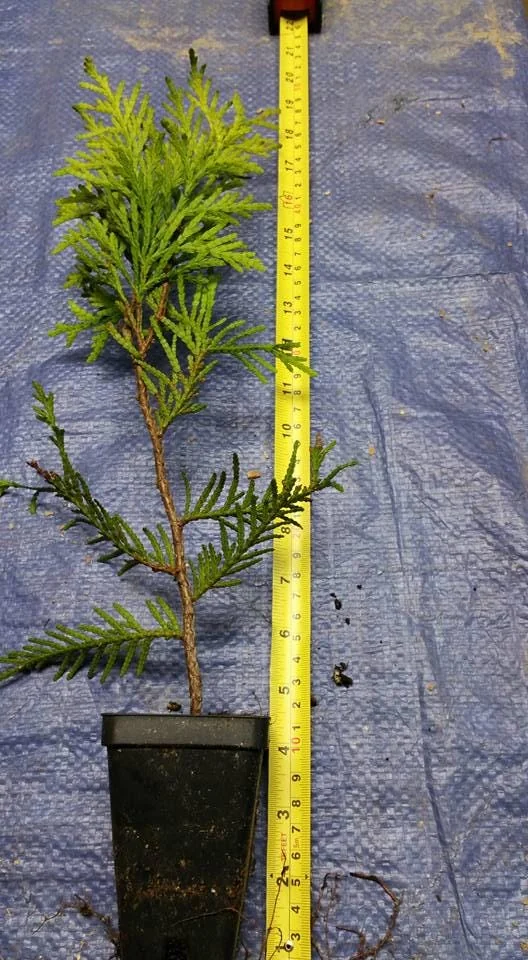 25 Green Giant Arborvitae Live Plants – 6 inch Tall – Evergreens for Hedges - Image 4