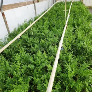 25 Green Giant Arborvitae Live Plants – 6 inch Tall – Evergreens for Hedges - Image 6