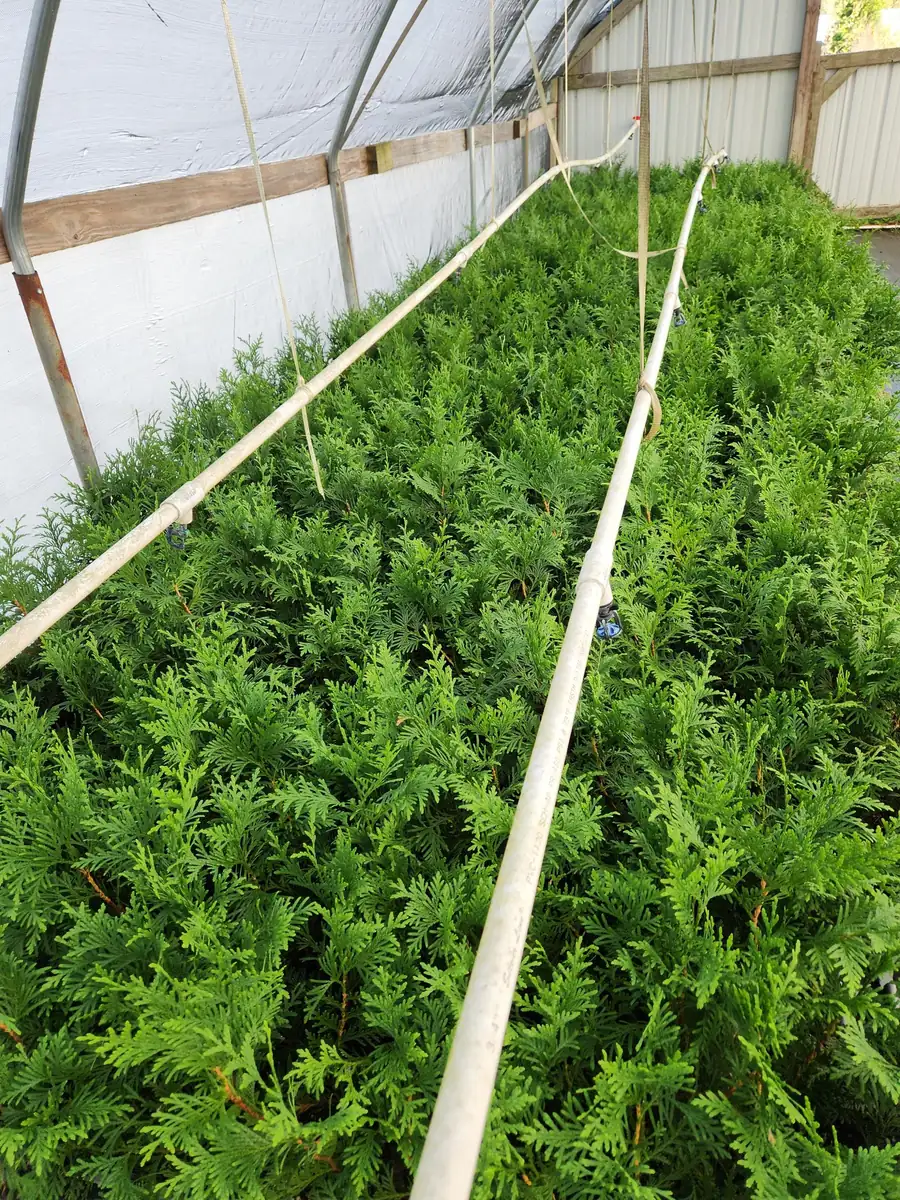 25 Green Giant Arborvitae Live Plants – 6 inch Tall – Evergreens for Hedges - Image 6