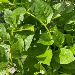 25+ Malabar Spinach Seeds - Mong Toi Ceylon Vine Spinach - Non-GMO Perennial - Image 2