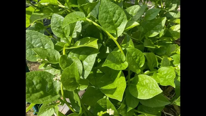 25+ Malabar Spinach Seeds - Mong Toi Ceylon Vine Spinach - Non-GMO Perennial - Image 2