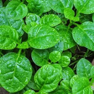 25+ Malabar Spinach Seeds - Mong Toi Ceylon Vine Spinach - GMO Free Perennial Vegetable Seeds - Image 1
