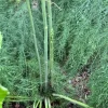 25 Mary Washington Asparagus Roots - Perennial Vegetable, Heirloom - Image 1