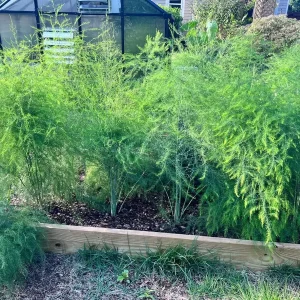 25 Mary Washington Asparagus Roots - Perennial Vegetable, Heirloom - Image 3