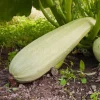 25+ Organic Marrow White Bush Summer Squash Seeds Heirloom Non-GMO - Image 1