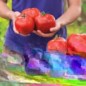 25 Organic Red Beefsteak Tomato Heirloom Seeds for Salad & Canning - Image 2