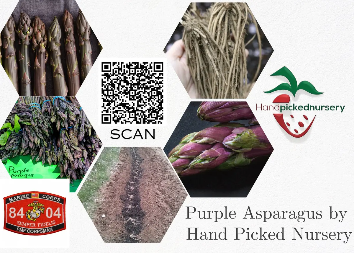25 Pacific Purple Asparagus Crowns – 2-Year Bare Root Plants – Sweet Gourmet Variety – Outdoor Planting - Image 2