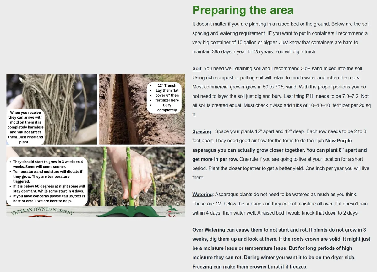 25 Pacific Purple Asparagus Crowns – 2-Year Bare Root Plants – Sweet Gourmet Variety – Outdoor Planting - Image 4