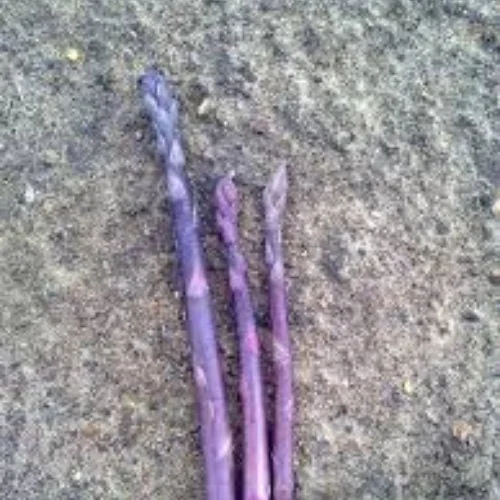 25 Pacific Purple Asparagus Crowns – 2-Year Bare Root Plants – Sweet Gourmet Variety – Outdoor Planting - Image 1