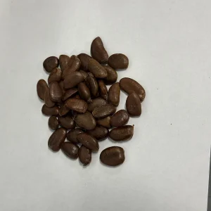 25 Paw Paw Tree Seeds - Asimina triloba Organic Edible Fruit Tree - Image 2