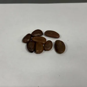 25 Paw Paw Tree Seeds - Asimina triloba Organic Edible Fruit Tree - Image 3