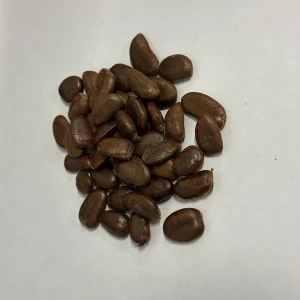 25 Paw Paw Tree Seeds - Asimina triloba Organic Edible Fruit Tree - Image 1