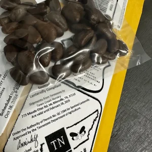 25 Paw Paw Tree Seeds - Asimina triloba Organic Edible Fruit Tree - Image 5