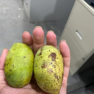 25 Paw Paw Tree Seeds - Asimina triloba Organic Edible Fruit Tree - Image 6