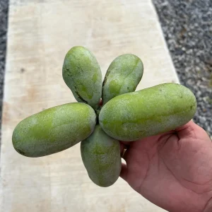 25 Paw Paw Tree Seeds - Asimina triloba Organic Edible Fruit Tree - Image 8