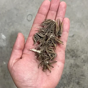 25 Ranunculus Mixed Shade Flower Bulbs - Jumbo Size for Vibrant Blooms - Image 6