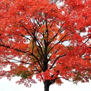 25+ Red Maple Tree Seeds (Acer rubrum) - Fast Growing Deciduous Perennial Outdoor - Image 3