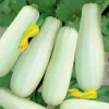 25 Trieste White Zucchini Squash Seeds - Non-GMO Vegetable Seeds for Garden - Image 1