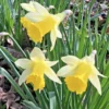 25 Wild Daffodil Bulbs - Narcissus pseudonarcissus - Easy Grow Yellow Lent Lily Flowers - Outdoor - Image 1