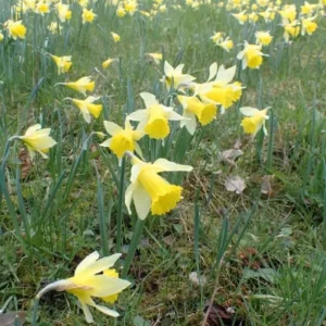 25 Wild Daffodil Bulbs - Narcissus pseudonarcissus - Easy Grow Yellow Lent Lily Flowers - Outdoor - Image 2