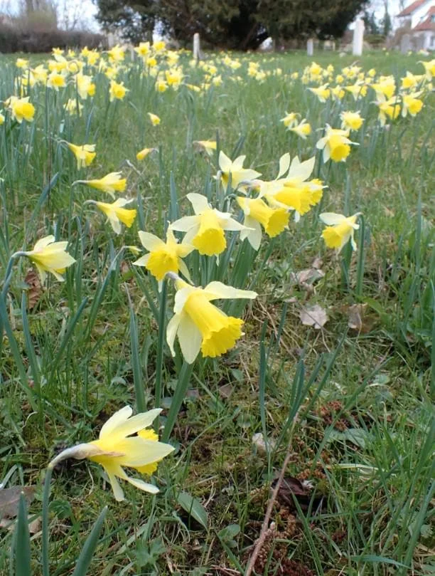 25 Wild Daffodil Bulbs - Narcissus pseudonarcissus - Easy Grow Yellow Lent Lily Flowers - Outdoor - Image 2