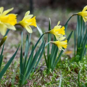 25 Wild Daffodil Bulbs - Narcissus pseudonarcissus - Easy Grow Yellow Lent Lily Flowers - Outdoor - Image 3