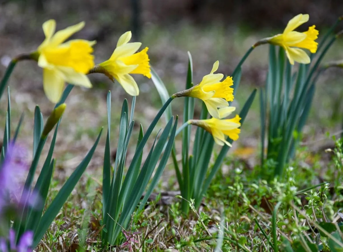25 Wild Daffodil Bulbs - Narcissus pseudonarcissus - Easy Grow Yellow Lent Lily Flowers - Outdoor - Image 3