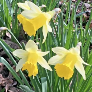25 Wild Daffodil Bulbs - Narcissus pseudonarcissus - Easy Grow Yellow Lent Lily Flowers - Outdoor - Image 1