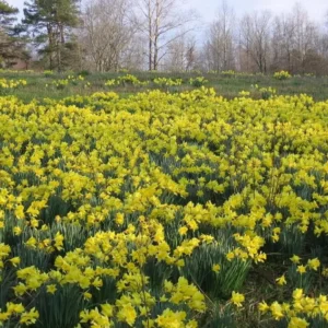 25 Wild Daffodil Bulbs - Narcissus pseudonarcissus - Easy Grow Yellow Lent Lily Flowers - Outdoor - Image 4