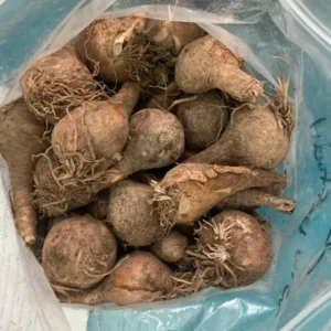 25 Wild Daffodil Bulbs - Narcissus pseudonarcissus - Easy Grow Yellow Lent Lily Flowers - Outdoor - Image 5