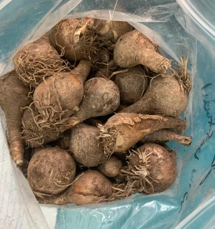 25 Wild Daffodil Bulbs - Narcissus pseudonarcissus - Easy Grow Yellow Lent Lily Flowers - Outdoor - Image 5