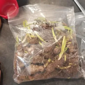 25 Wild Daffodil Bulbs - Narcissus pseudonarcissus - Easy Grow Yellow Lent Lily Flowers - Outdoor - Image 6