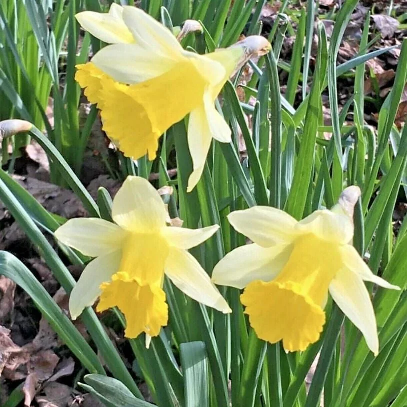 25 Wild Daffodil Bulbs - Narcissus pseudonarcissus - Easy Grow Yellow Lent Lily Flowers - Outdoor - Image 1